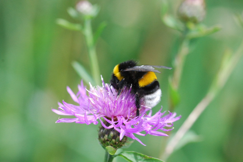 Bombus cfr lucorum